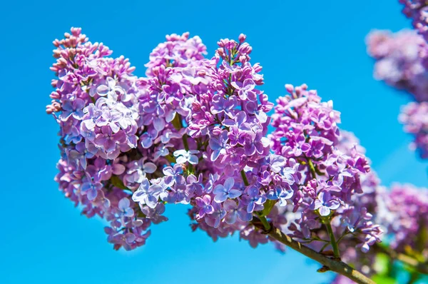 Paars lila bloemen tegen blauwe hemel achtergrond. — Stockfoto