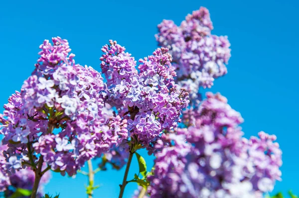 Flores lila púrpura sobre fondo azul cielo . —  Fotos de Stock