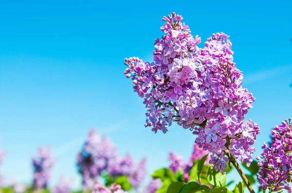 Paars lila bloemen tegen blauwe hemel achtergrond. — Stockfoto