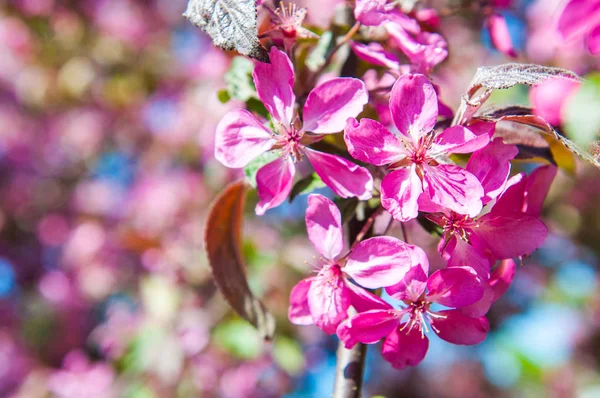 Flores rosadas floreciendo manzano sobre fondo primaveral . — Foto de Stock