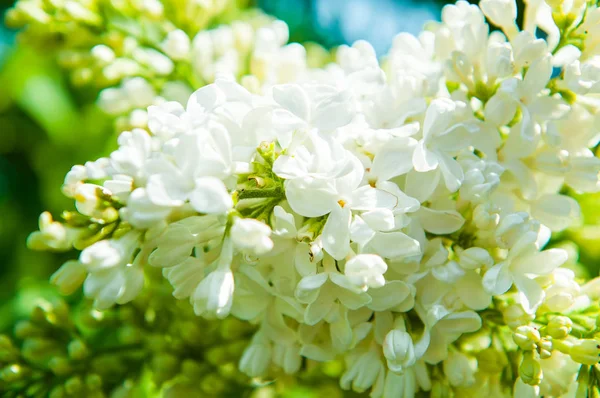 Wit lila bloemen close-up op onscherpe achtergrond. — Stockfoto