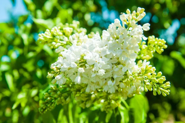 Bílé lilky na rozmazaných podkladových květech. — Stock fotografie
