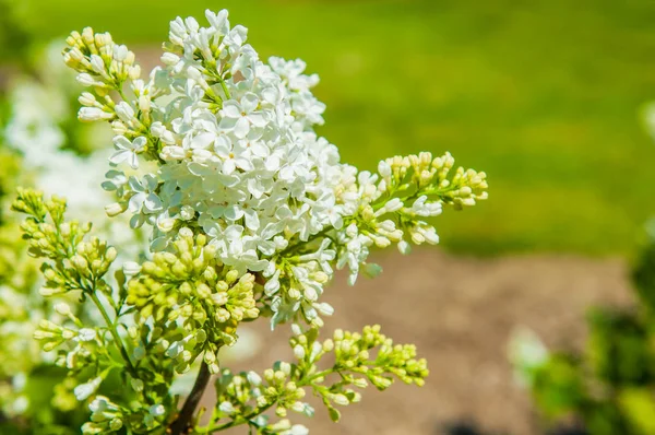 Wit lila bloemen close-up op onscherpe achtergrond. — Stockfoto