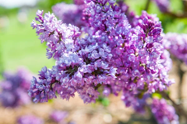 Purple lilac flowers closeup on blurred background. — Stock Photo, Image