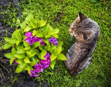 Ortanca macrophylla mor çiçekler ve tekir kedi