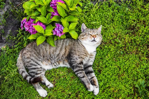 Ortanca macrophylla mor çiçekler ve tekir kedi — Stok fotoğraf