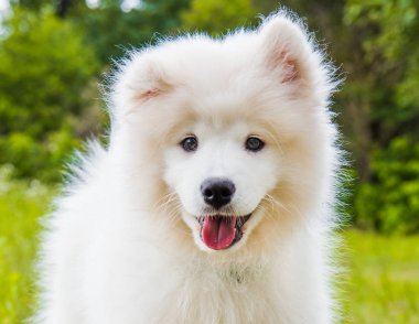 Yeşil çim üzerinde Komik Samoyed köpek yavrusu