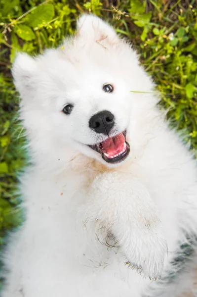 Śmieszne Samoyed szczeniak pies widok z góry na zielonej trawie — Zdjęcie stockowe