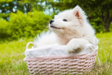Sepette Komik Samoyed köpek yavrusu