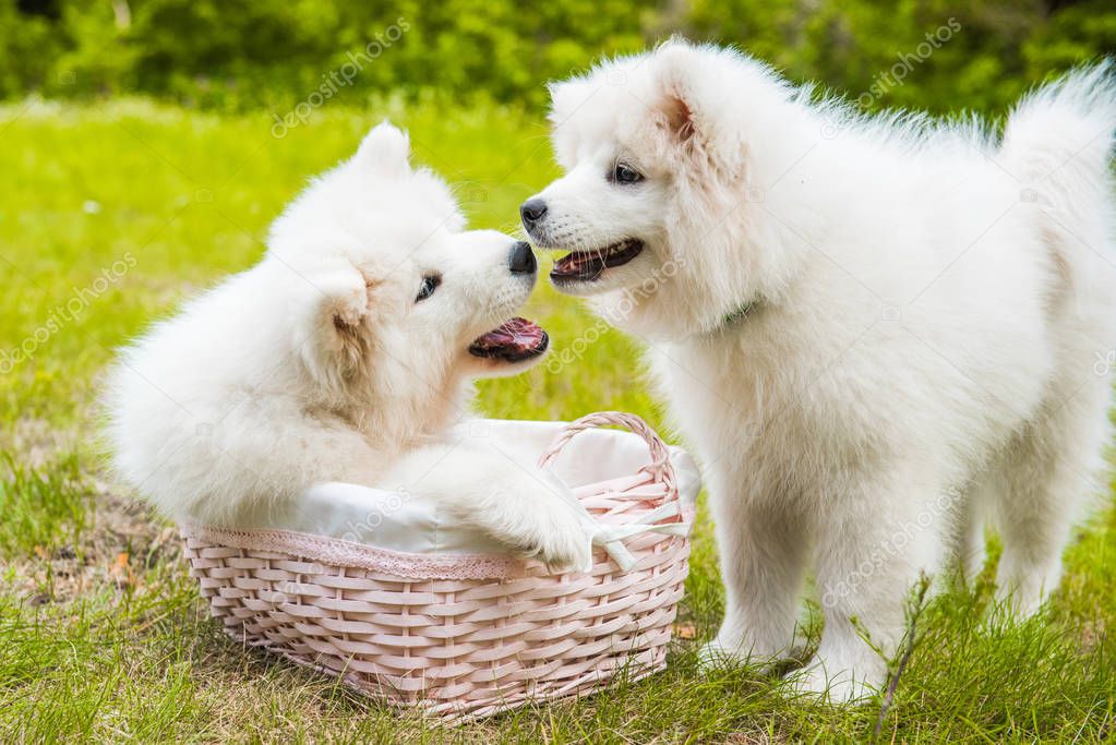 Two Funny Samoyed puppies dogs in the basket