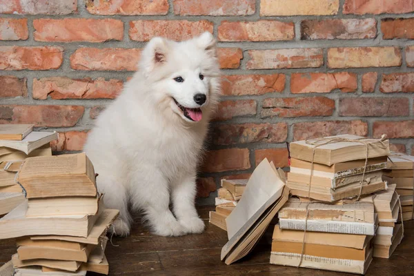White fluffy Samoyed puppy dog with book