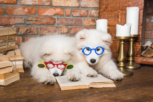 Two White fluffy Samoyed puppies dogs with book