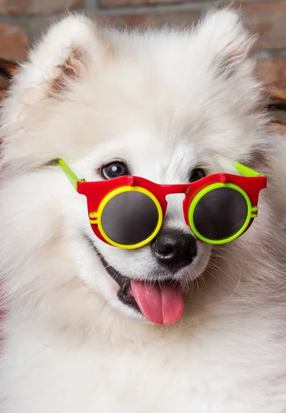 Chien Samoyed blanc drôle avec des lunettes de soleil — Photo