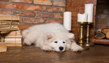 Kitap ile beyaz kabarık Samoyed köpek köpeği