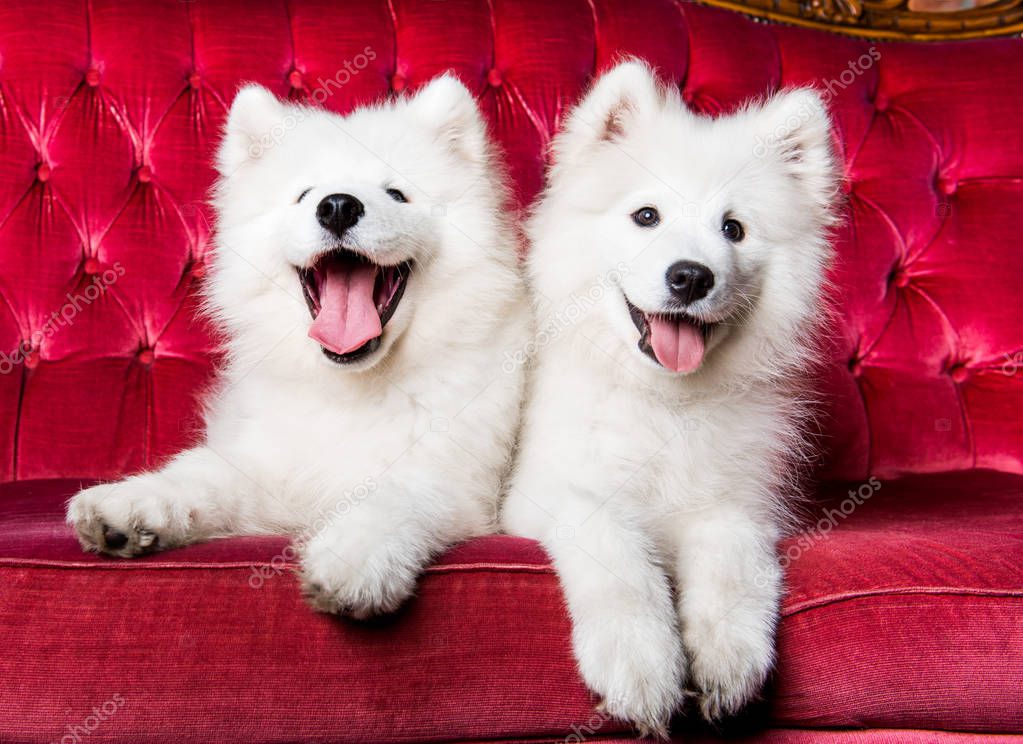 Samoyed dogs on the red luxury couch