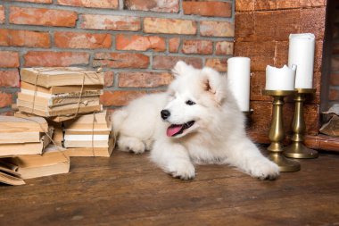 Kitap ile beyaz kabarık Samoyed köpek köpeği