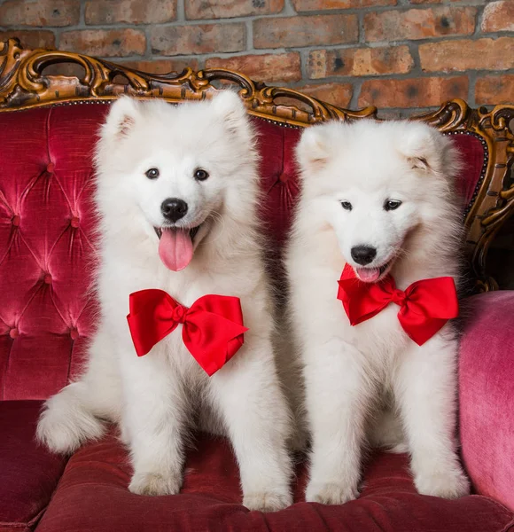 Funny white Samoyed dogs on the red luxury couch — Stock Photo, Image