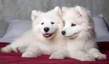Yatak odası arka planda kırmızı yatakta iki samoyed köpek yavrusu
