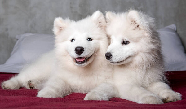 Two funny white fluffy samoyed dogs puppies in the red bed on bedroom background