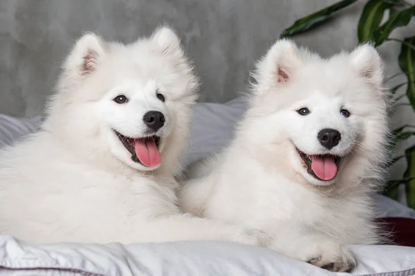 Twee Samojeed honden puppies in het rode bed op de achtergrond van de slaapkamer — Stockfoto
