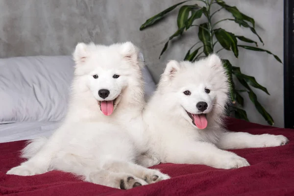 Dois cachorros cães samoyed na cama vermelha no fundo do quarto — Fotografia de Stock