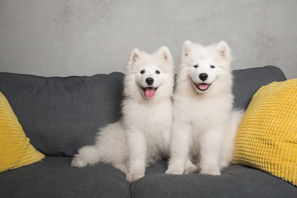 Dois cachorros de cães samoyed estão sentados no sofá cinza — Fotografia de Stock