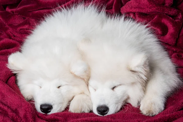 Deux chiots samoyed chiens dorment dans le lit rouge sur le fond de la chambre — Photo