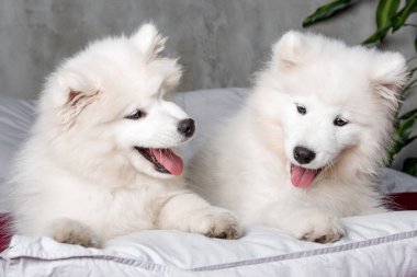 Yatak odası arka planda kırmızı yatakta iki samoyed köpek yavrusu