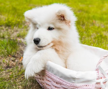 Yeşil çim üzerinde sepetkomik Samoyed köpek yavrusu