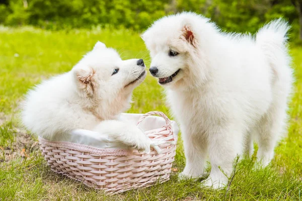 Dwa śmieszne Samoyed szczenięta psy w koszyku na zielonej trawie — Zdjęcie stockowe