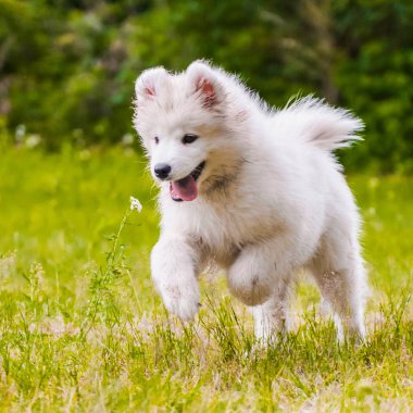 Sevimli samoyed köpek yavrusu çalışıyor ve atlama
