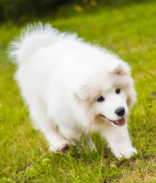 Adorável cachorrinho samoyed está correndo — Fotografia de Stock