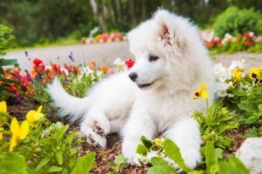 Çiçeklerle yeşil çim bahçede Komik Samoyed köpek yavrusu