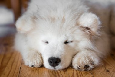 Samoyed köpek yerde yatan ve uyku