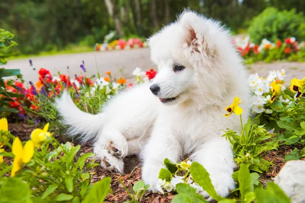 Divertido perro cachorro Samoyed en el jardín en la hierba verde con flores —  Fotos de Stock