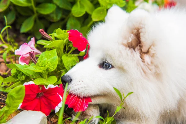 Divertido perro cachorro Samoyed en el jardín en la hierba verde con flores —  Fotos de Stock