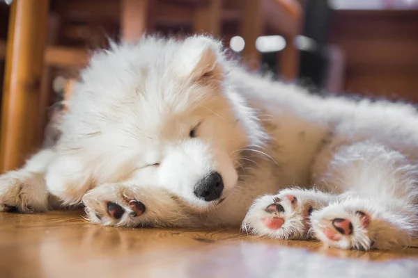 Samoyed puppy laying on the floor and sleeping — Stock Photo, Image