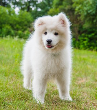Yeşil çim bahçede Komik Samoyed köpek yavrusu