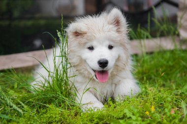Yeşil çim bahçede Komik Samoyed köpek yavrusu ağızlık