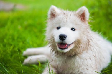 Yeşil çim bahçede Komik Samoyed köpek yavrusu ağızlık