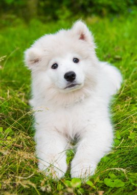 Yeşil çim bahçede Komik Samoyed köpek yavrusu ağızlık