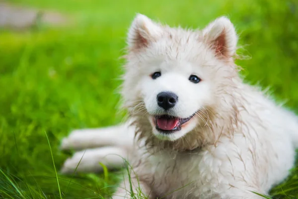 Grappige Samoyed puppy hond snuit in de tuin op het groene gras — Stockfoto