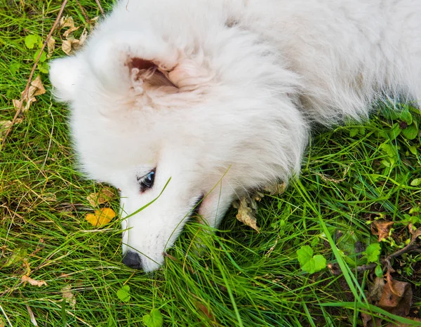 Lustige Samoyed Welpen Hundeblick im Garten auf dem grünen Gras — Stockfoto