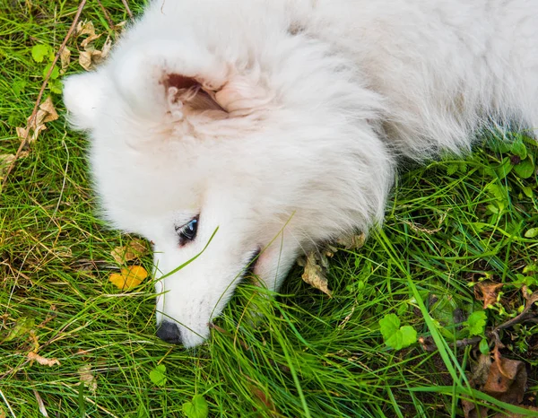 Śmieszne Samoyed szczeniak widok z góry w ogrodzie na zielonej trawie — Zdjęcie stockowe