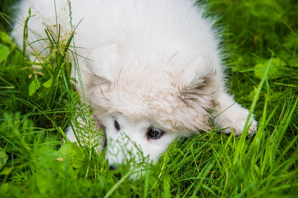 Cão-cachorro Samoyed no jardim na grama verde — Fotografia de Stock