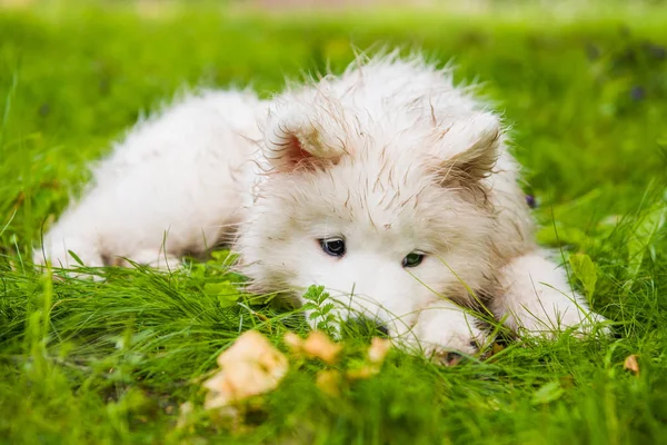 Samoyed valp hund i trädgården på det gröna gräset — Stockfoto