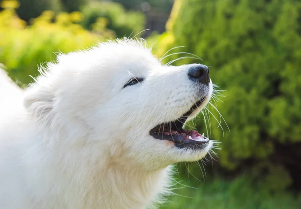 Blanco esponjoso cachorro perro Samoyed ladra fuera —  Fotos de Stock