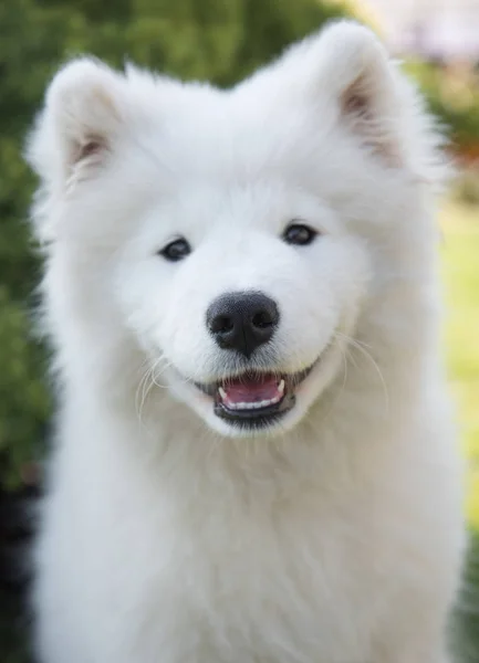 White Samoyed puppy dog smiles muzzle in the garden on the green grass — Stock Photo, Image