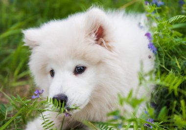 Çiçeklerle yeşil çim komik Samoyed köpek yavrusu