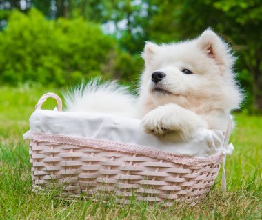 Yeşil çim üzerinde sepetkomik Samoyed köpek yavrusu